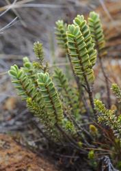 Veronica baylyi. Habit. Red Hills, Marlborough.
 Image: P.J. Garnock-Jones © P.J. Garnock-Jones CC-BY-NC 3.0 NZ